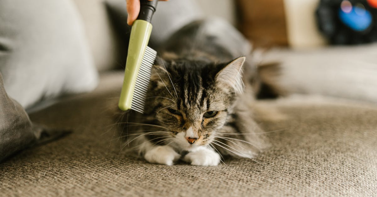Why are cats so cute to humans