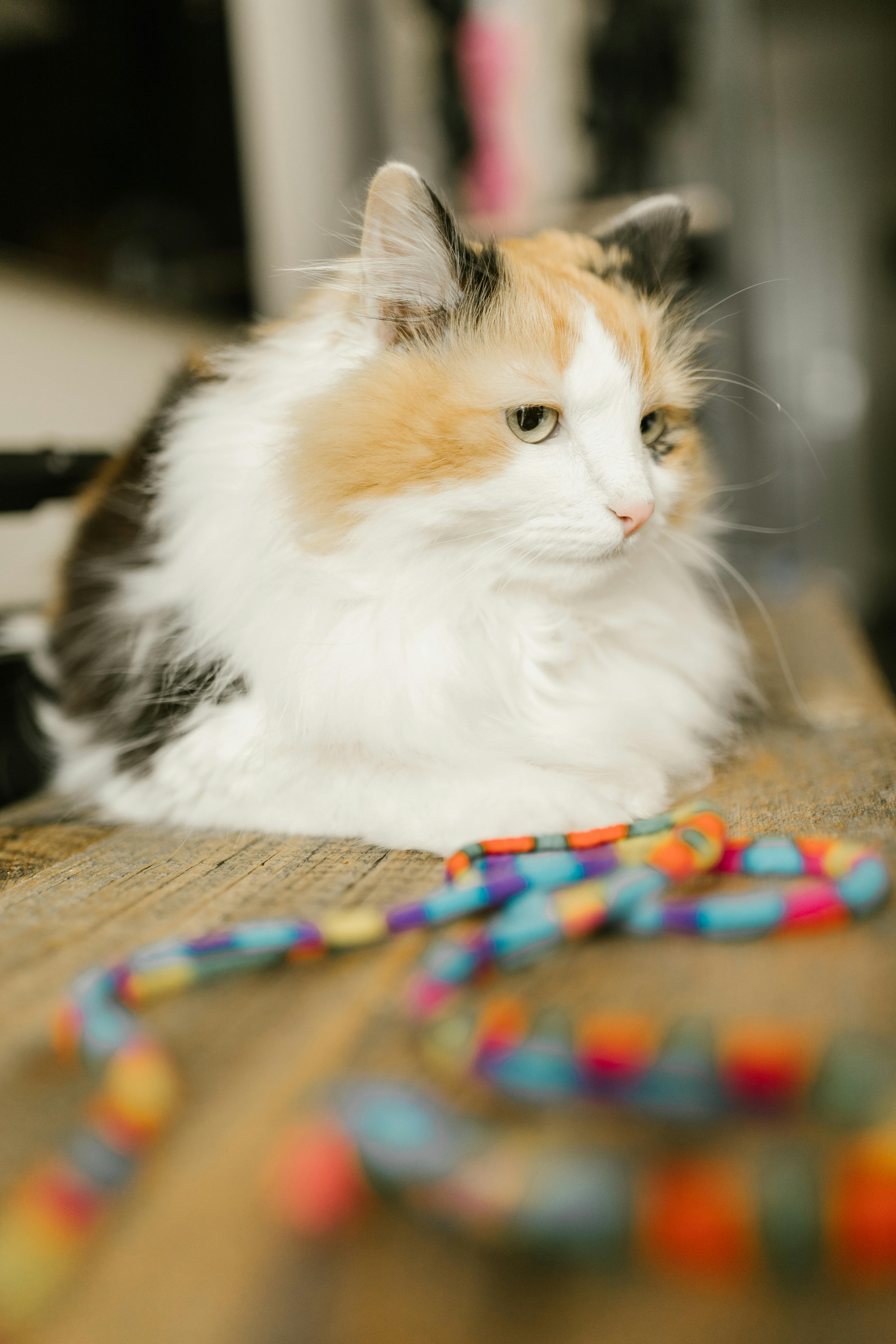 white and brown furry cat on brown surface