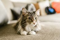 Cat in Close Up Photography