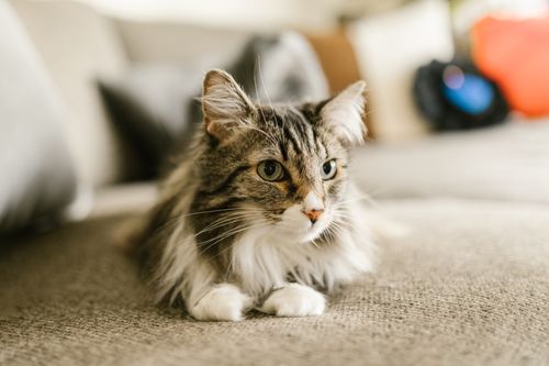 Free A detailed close-up of a Maine Coon cat lounging indoors, showcasing its whiskers and fur. Stock Photo