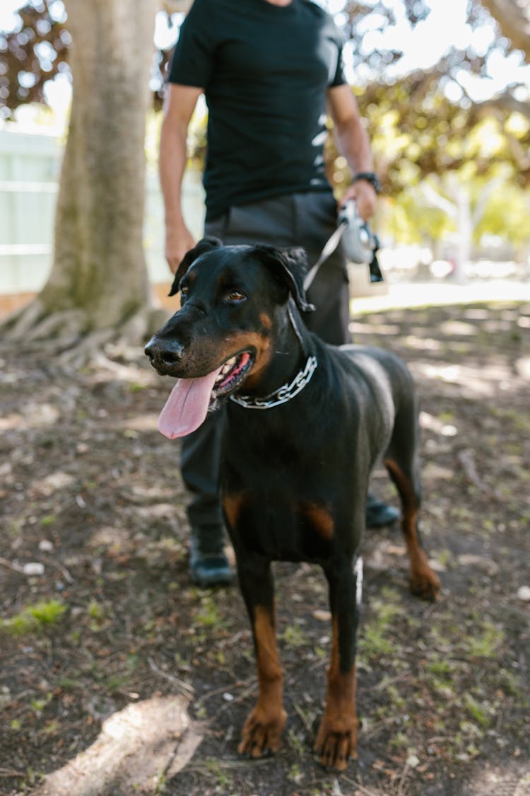 Black And Brown Doberman Pinscher Standing On Soil