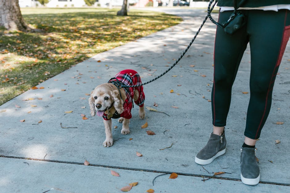 Compare Dog Walkers in Bengaluru – Reliable, Trained Pet Handlers