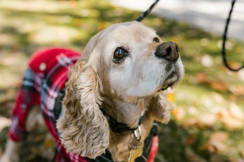 Gratis lagerfoto af brun hund, cocker-spaniel, græs