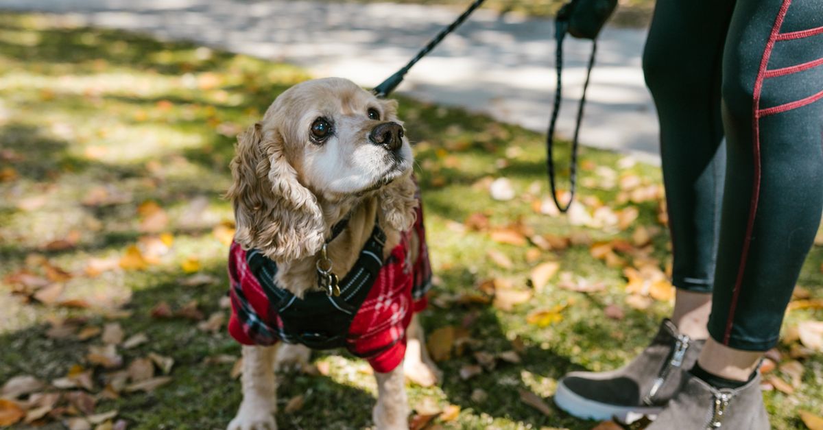 Cocker Spaniel dog in a plaid sweater taking a walk in a park during fall.