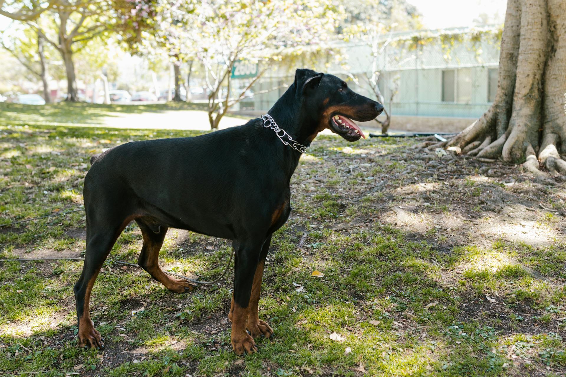 Une photo d'un doberman noir