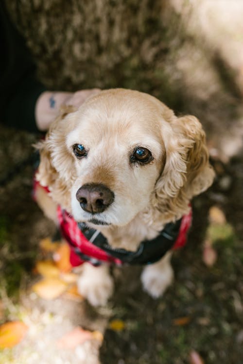 Gratis lagerfoto af brun hund, cocker-spaniel, dyr