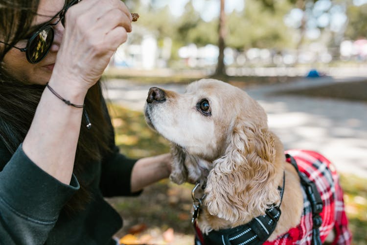 Brown Dog Beside Person In Black Long Sleeve