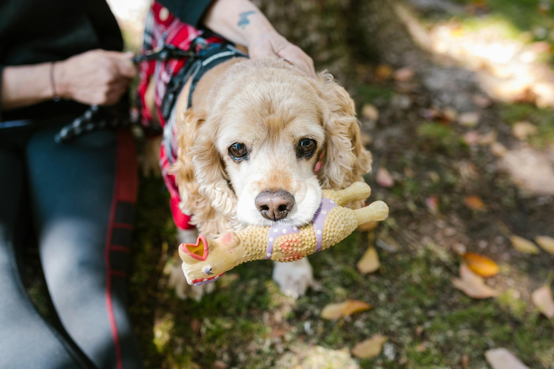 Close Up Photo of a Dog Biting a Toy