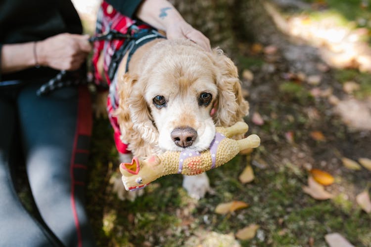 Close Up Photo Of A Dog Biting A Toy