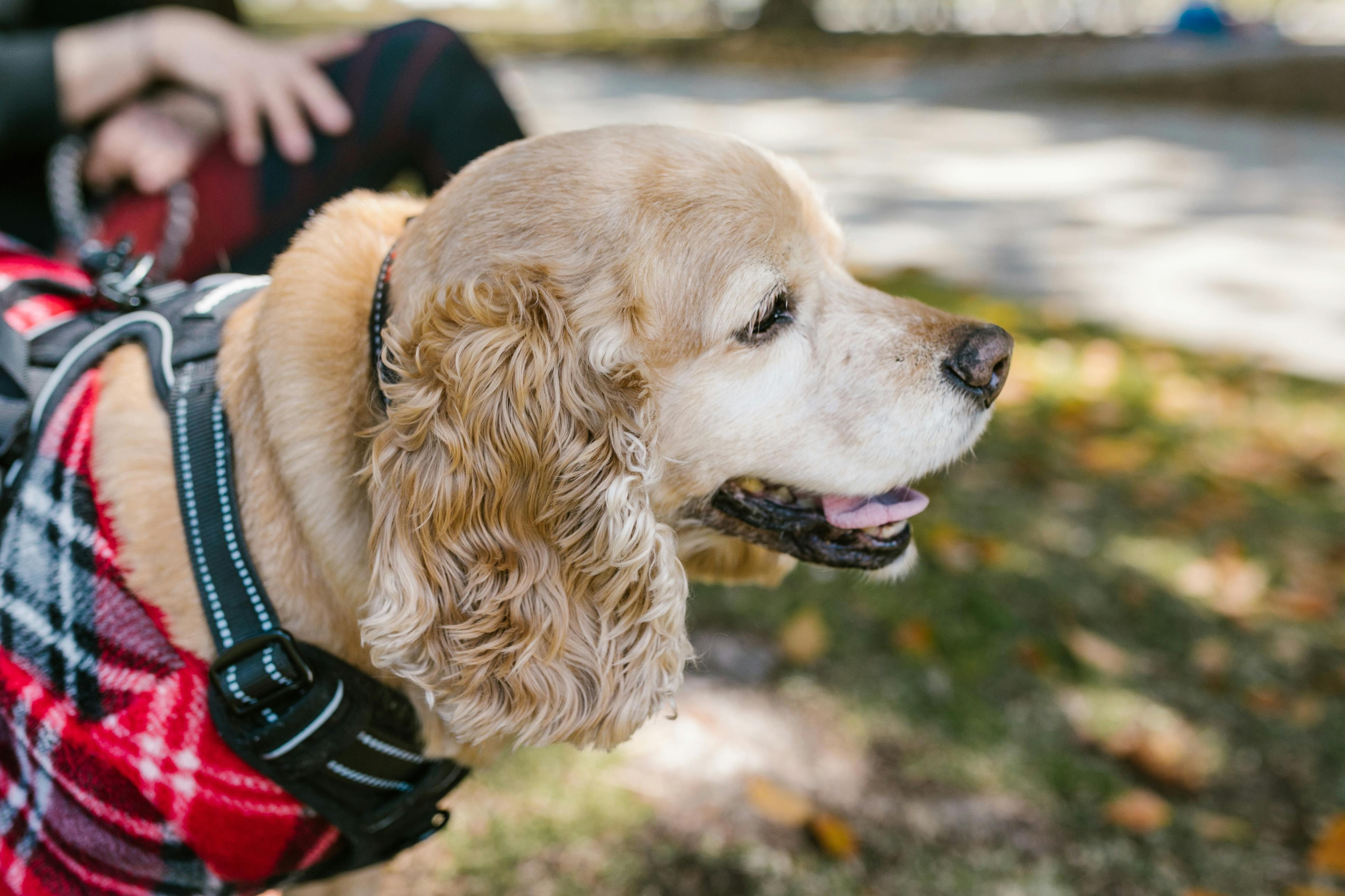 Golden cocker spaniel in a plaid coat, side view portrait, captured in an outdoor setting.