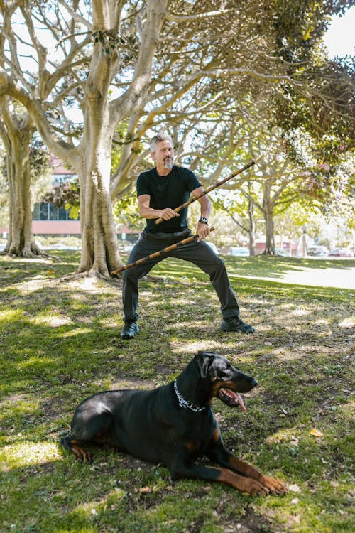 Black Dog Lying on the Ground