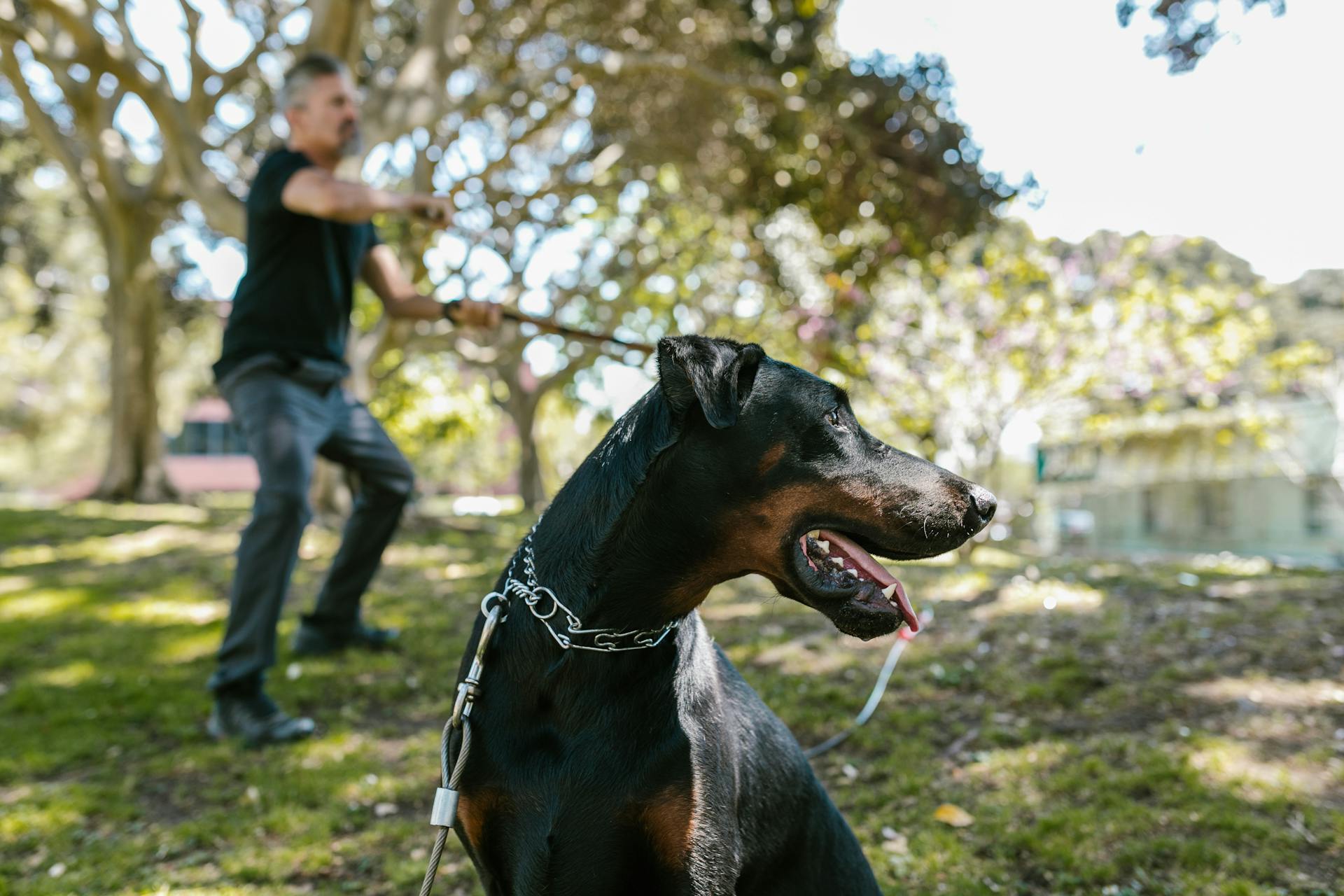 Zwarte en bruine Doberman Pinscher