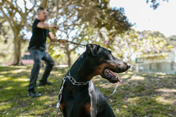 Black And Brown Doberman Pinscher