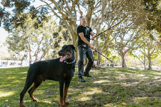 A man trains with arnis sticks next to a Doberman in a sunny park.