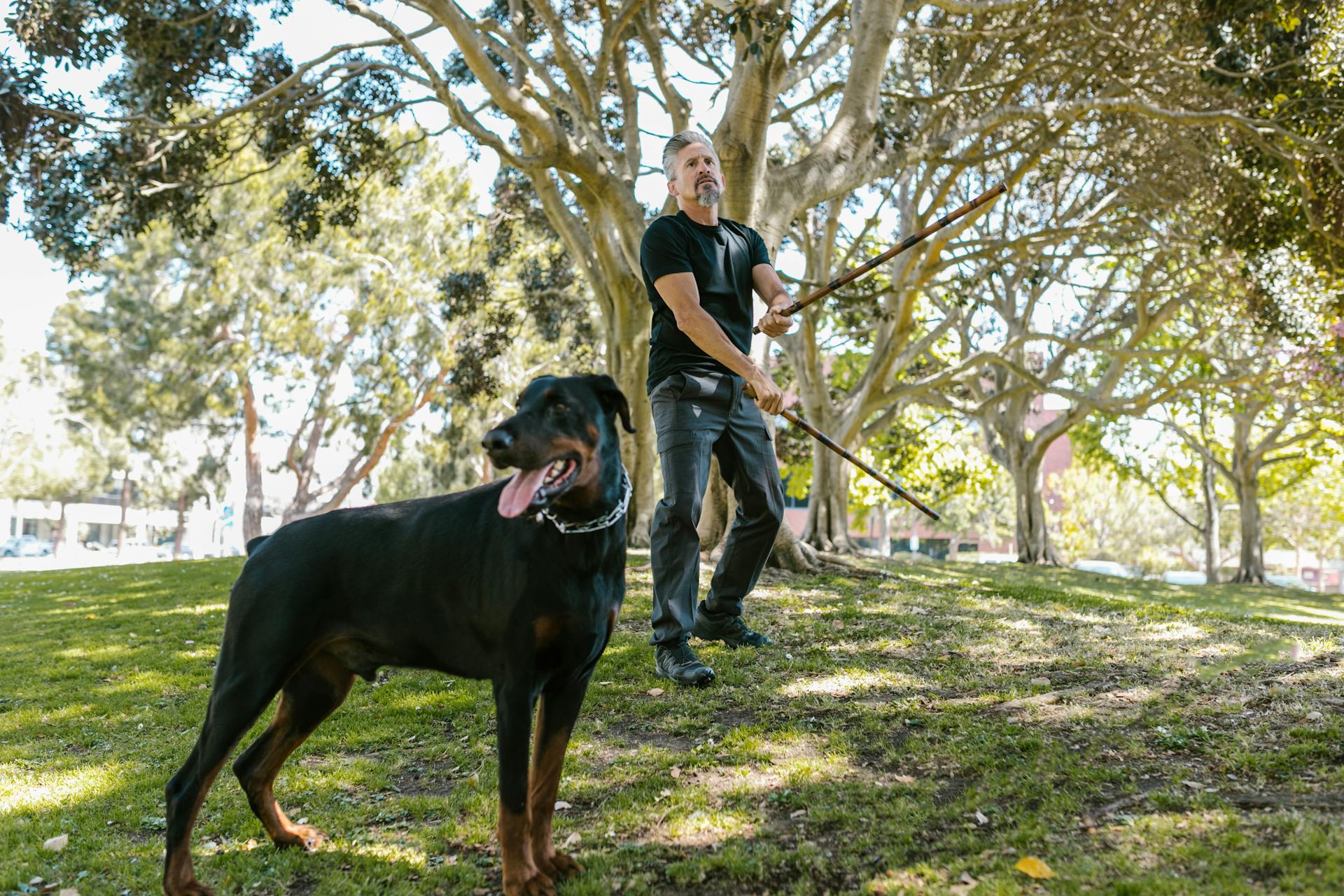 Person Holding Sticks Beside a Dog