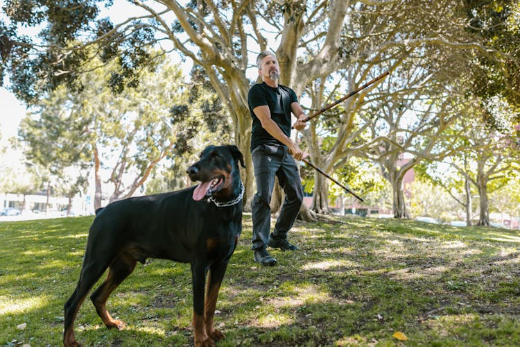 Person Holding Sticks Beside A Dog