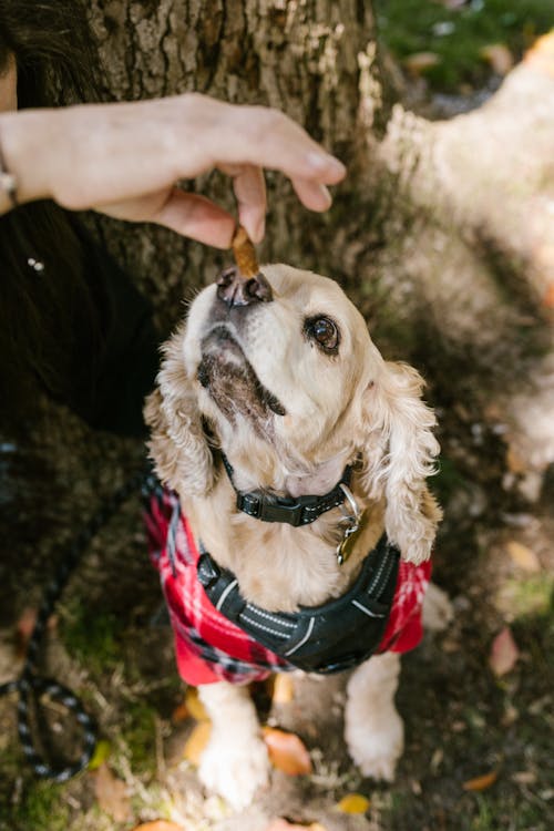 Close Up Photo of Person Feeding a Dog