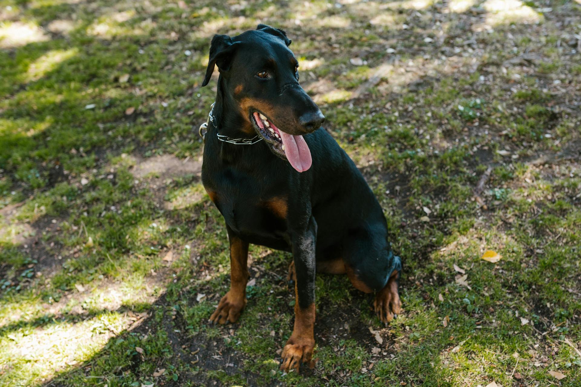 Black Dog Sitting on the Grass