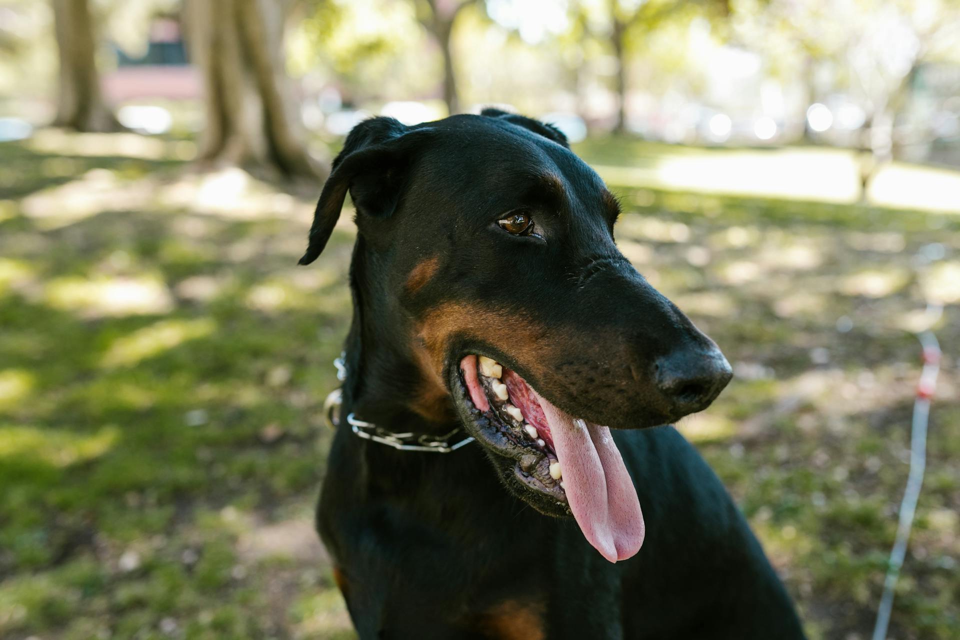 Black Dog in Close Up Photography