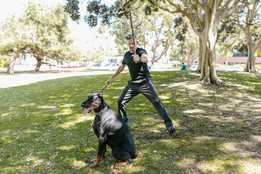 A man holding sticks practices martial arts with a Doberman in a sunny park.