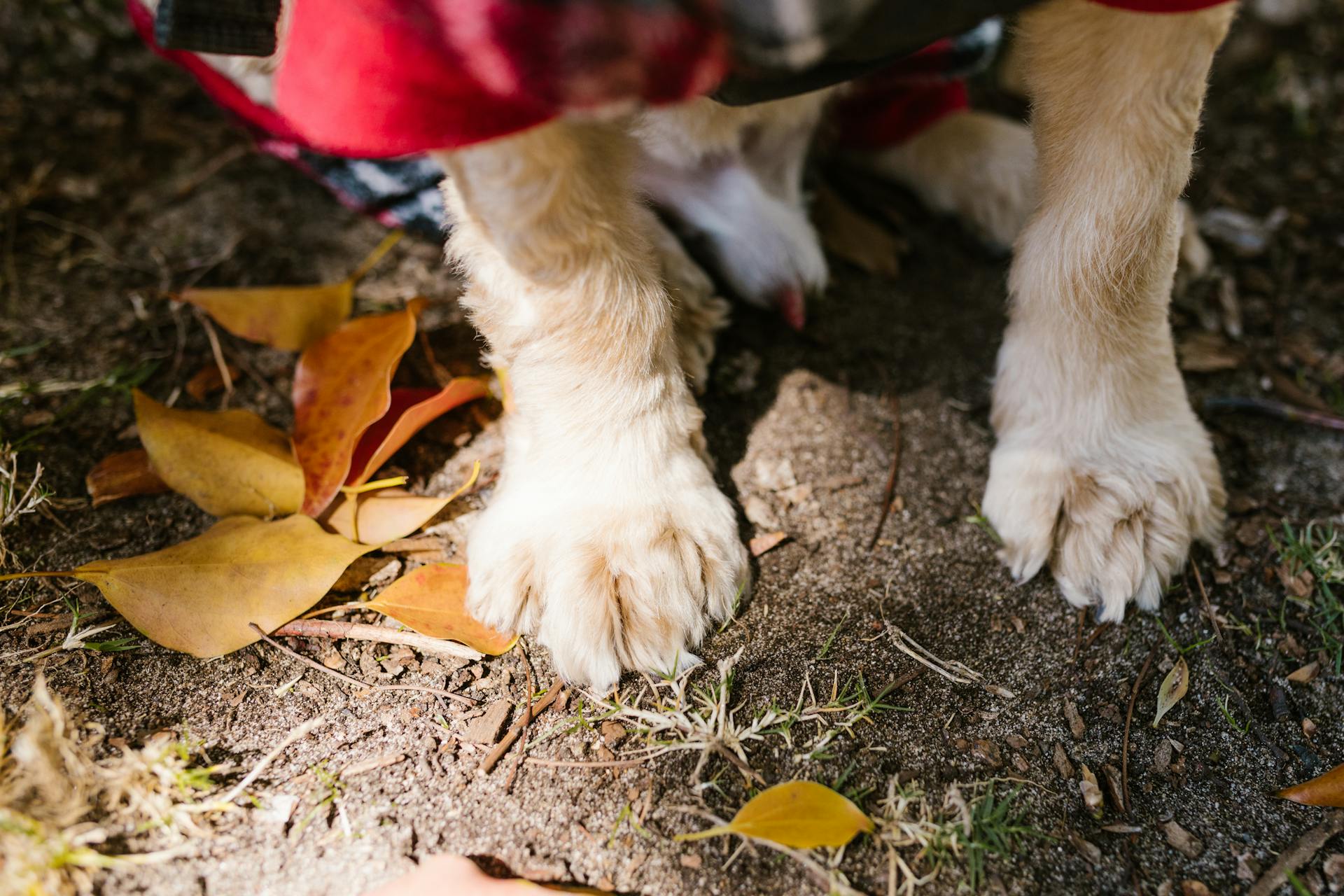 Les pattes de chien en photo rapprochée