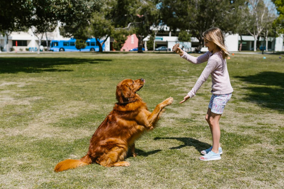 #residentialassistedliving - Young girl playing with a Golden Retriever outdoors in a sunny park.