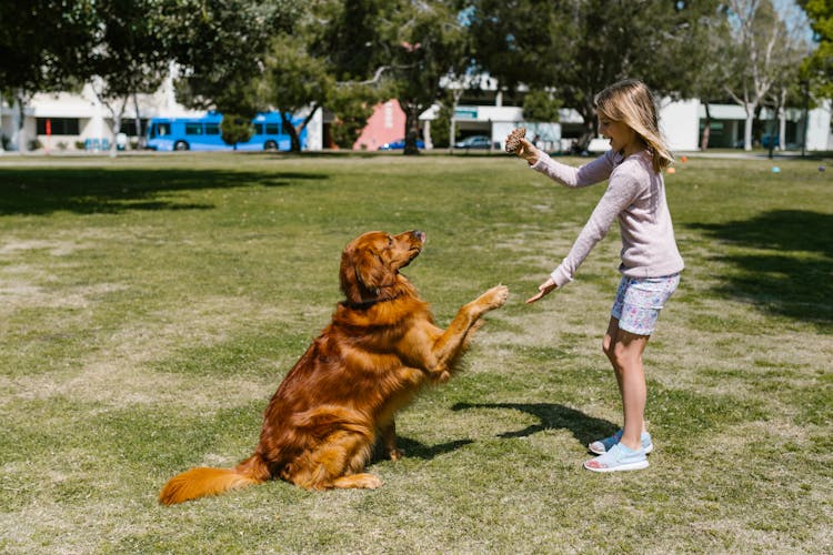 Girl Playing With A Dog