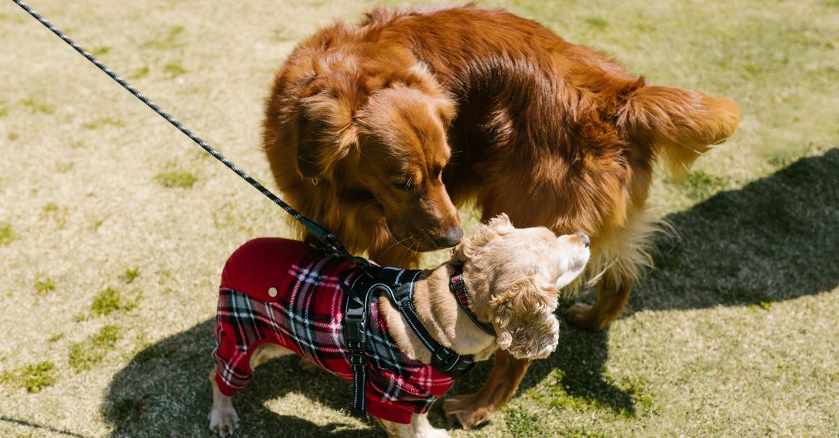 The Ultimate Puppy Socialization Checklist for Pet Parents and Sitters