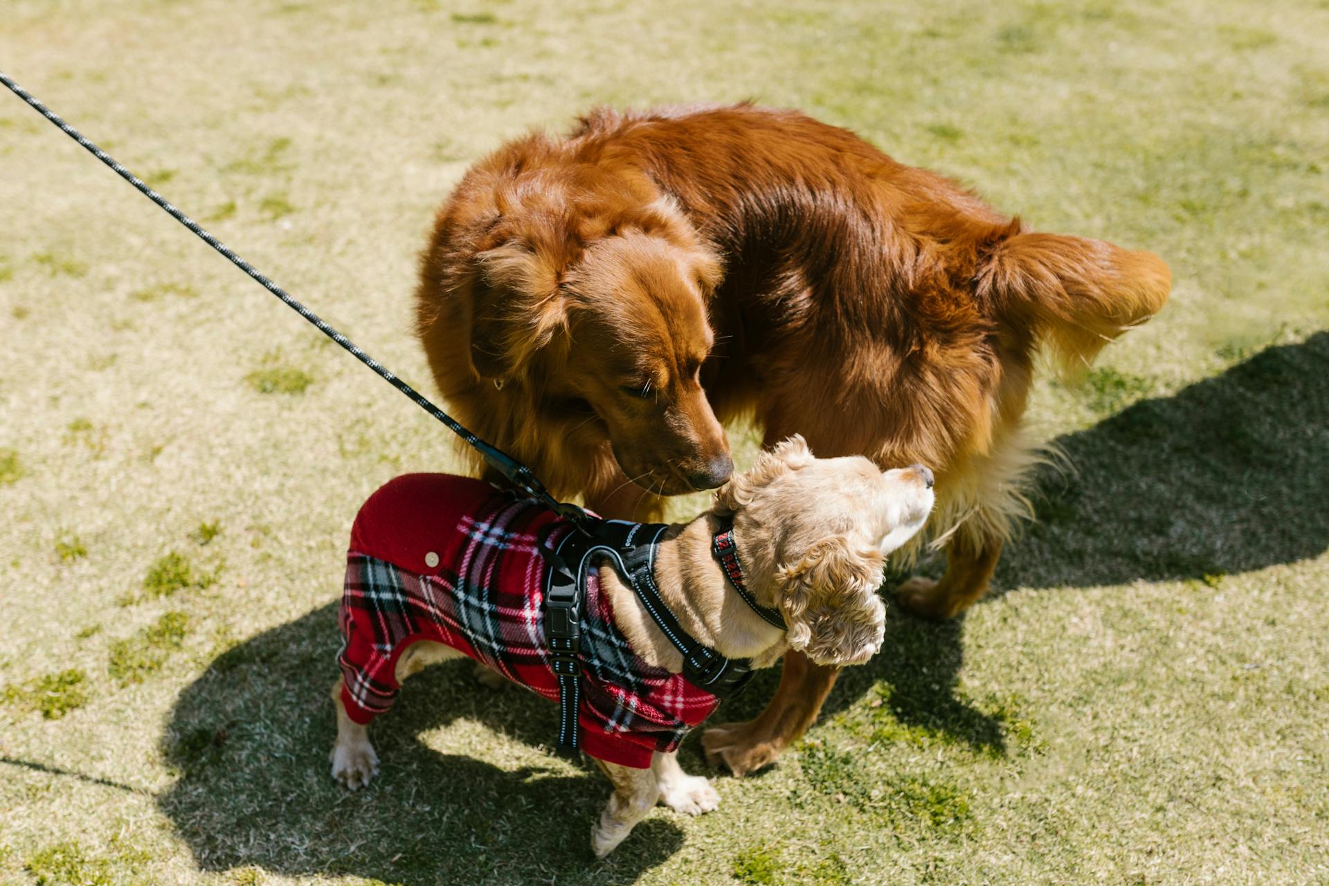 Dogs on the Grass Field