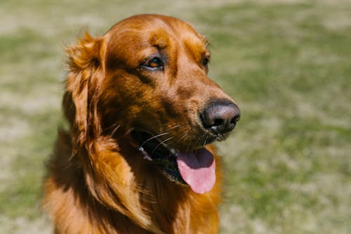 Close Up Shot of a Brown Dog
