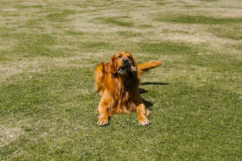 Kostnadsfri bild av djurfotografi, golden retriever, gräs