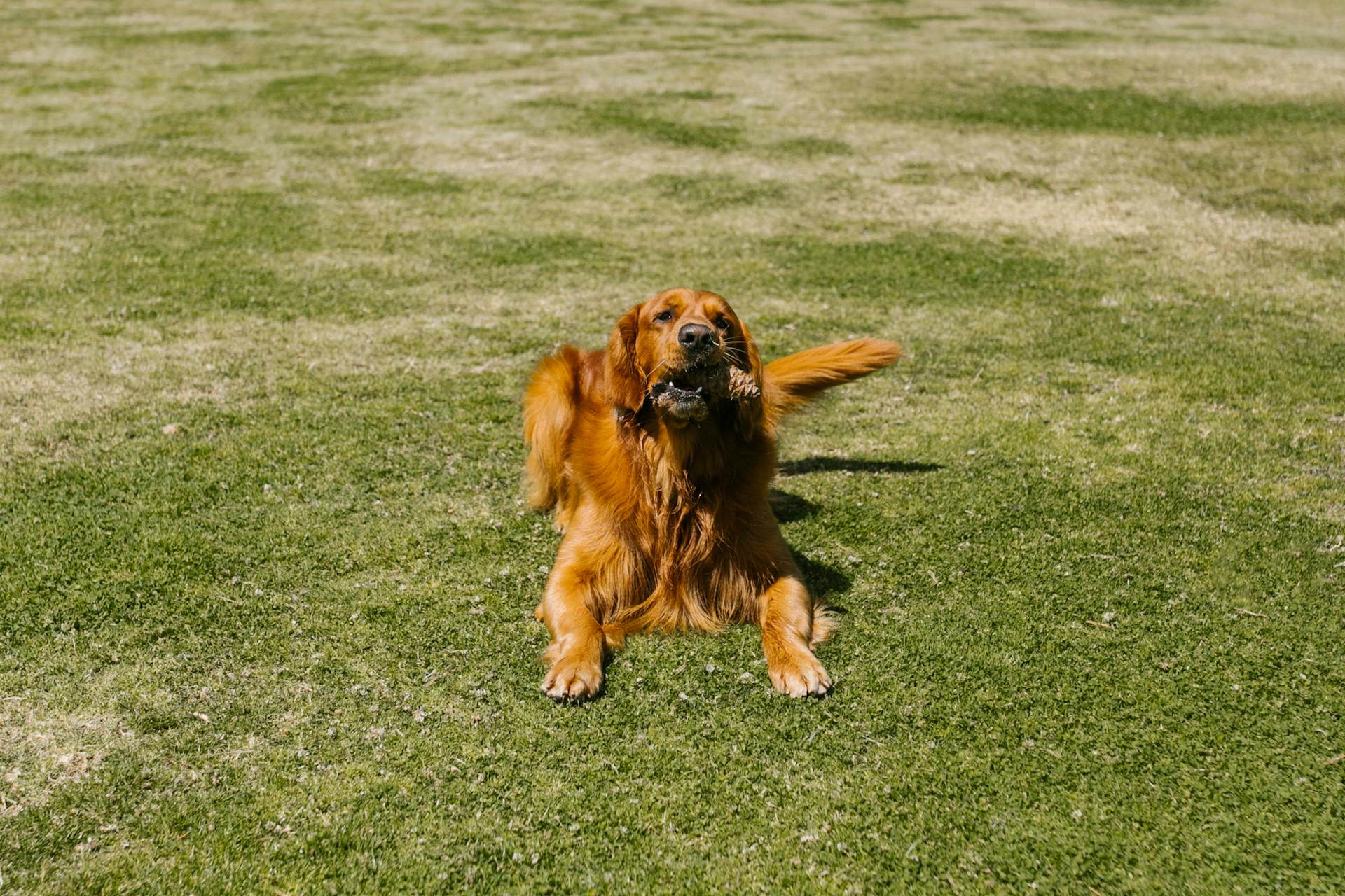 En golden retriever som ligger på gräs