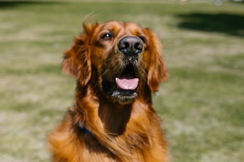 Foto profissional grátis de animal doméstico, cachorro, canino