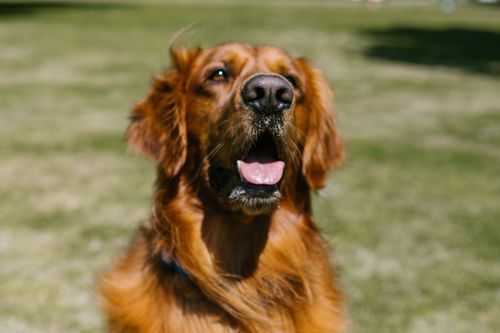 Free Close-up of a joyful golden retriever with open mouth in a sunny outdoor setting. Stock Photo