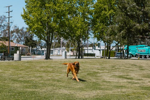 Foto profissional grátis de animal, bonitinho, cachorro marrom