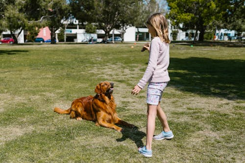 Ingyenes stockfotó golden retriever, gyermek, házi kedvenc témában