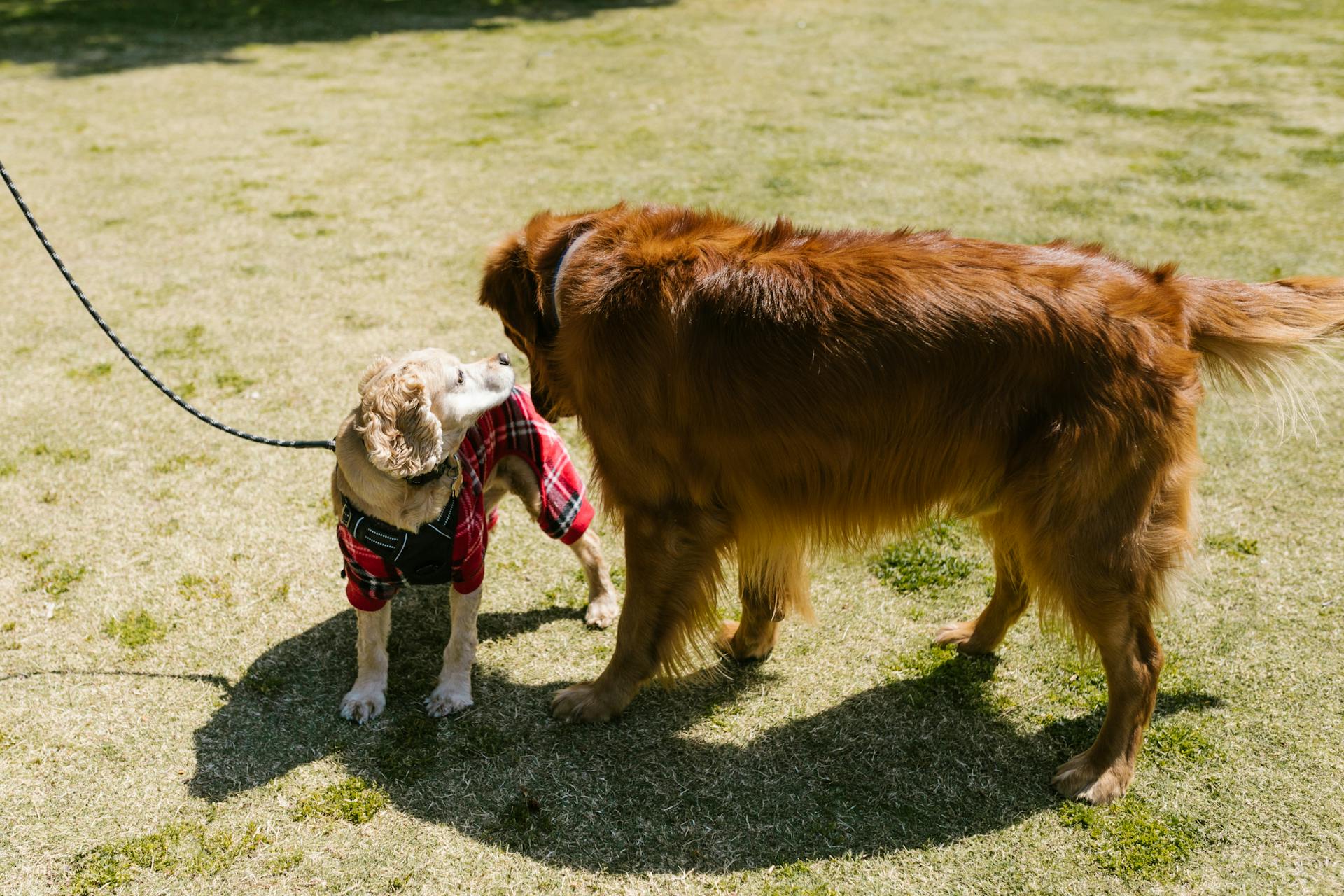 Photo of Dogs on Grass