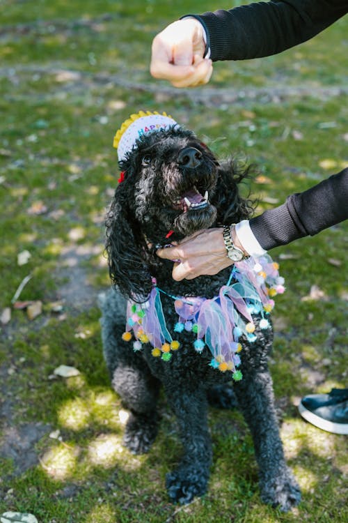 Close Up Photo of Person Feeding a Black Dog