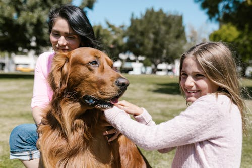 Foto profissional grátis de animal de estimação, animal doméstico, cachorro