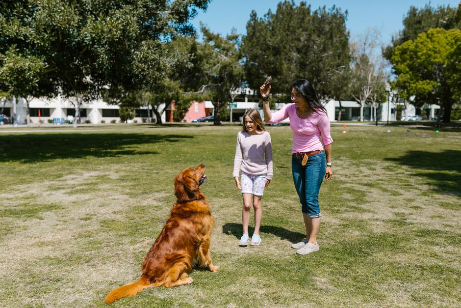 dog training in a busy park dog training in a busy park