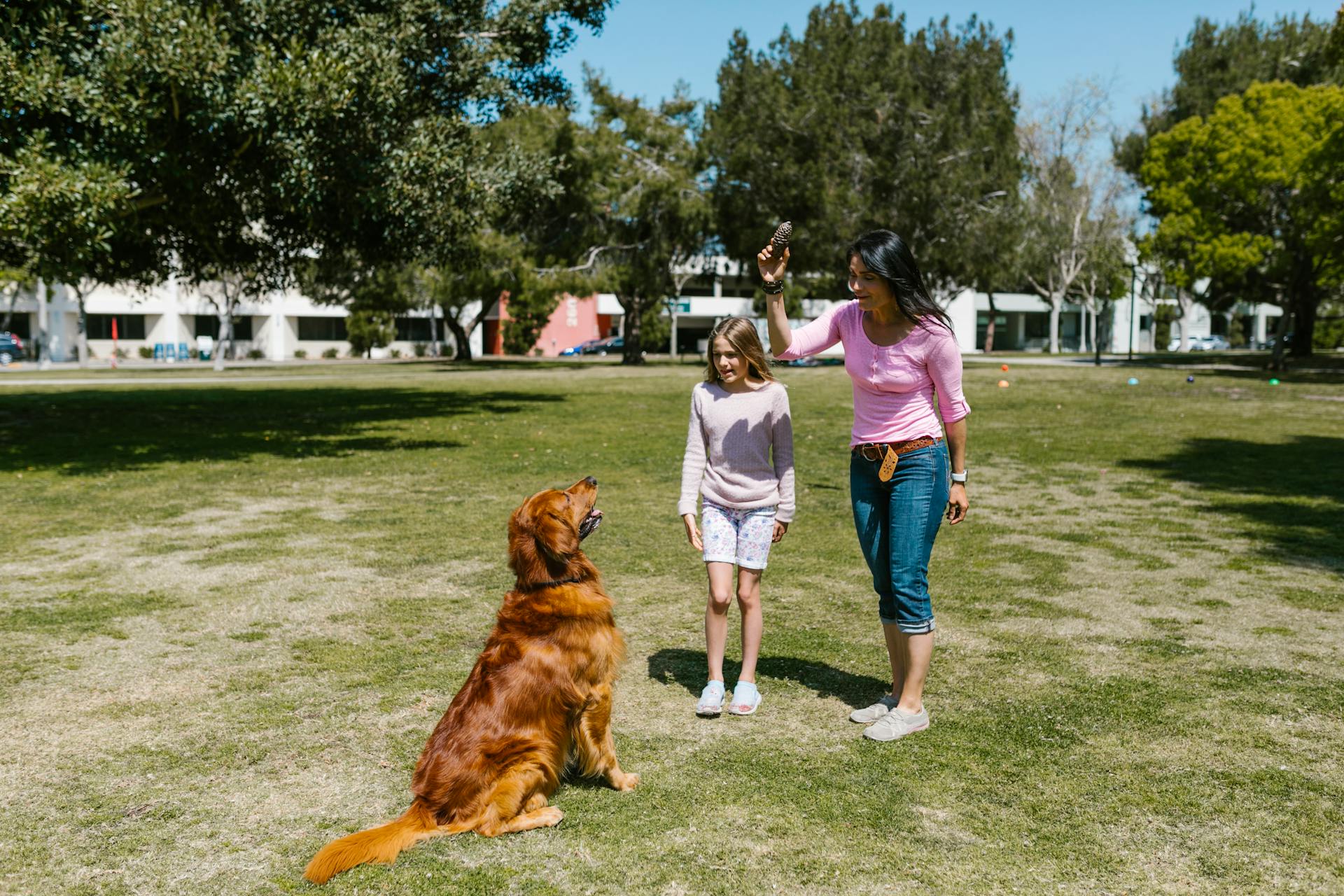 Woman in Pink Top Playing with a Dog