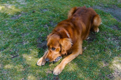 Gratis Fotos de stock gratuitas de animal domestico, canino, césped Foto de stock