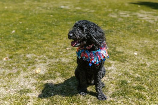 Black Poodle on Green Grass Field