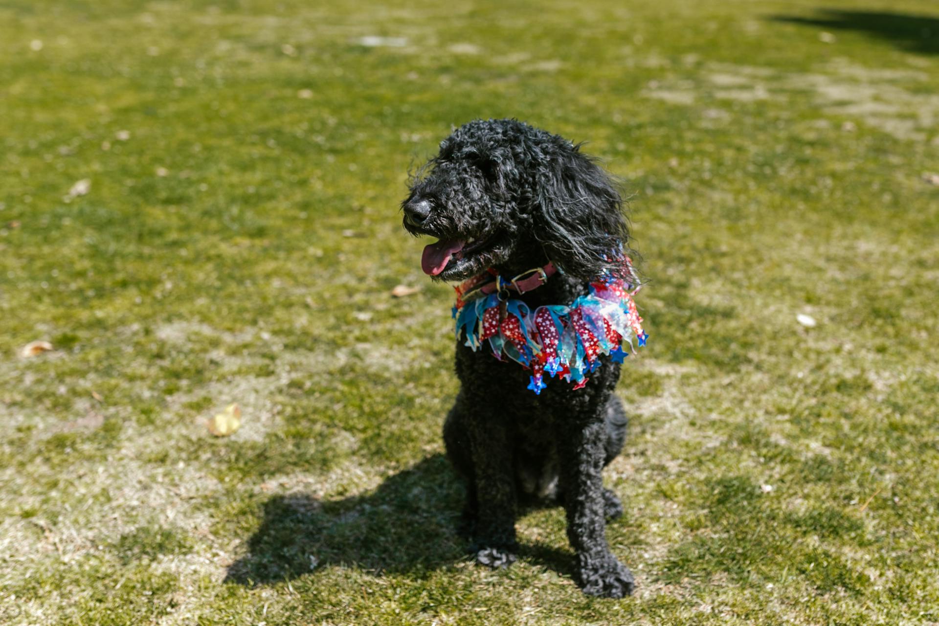 Un caniche dans un parc