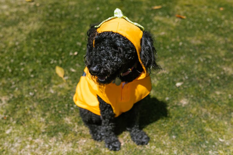 Black Dog In Yellow Costume
