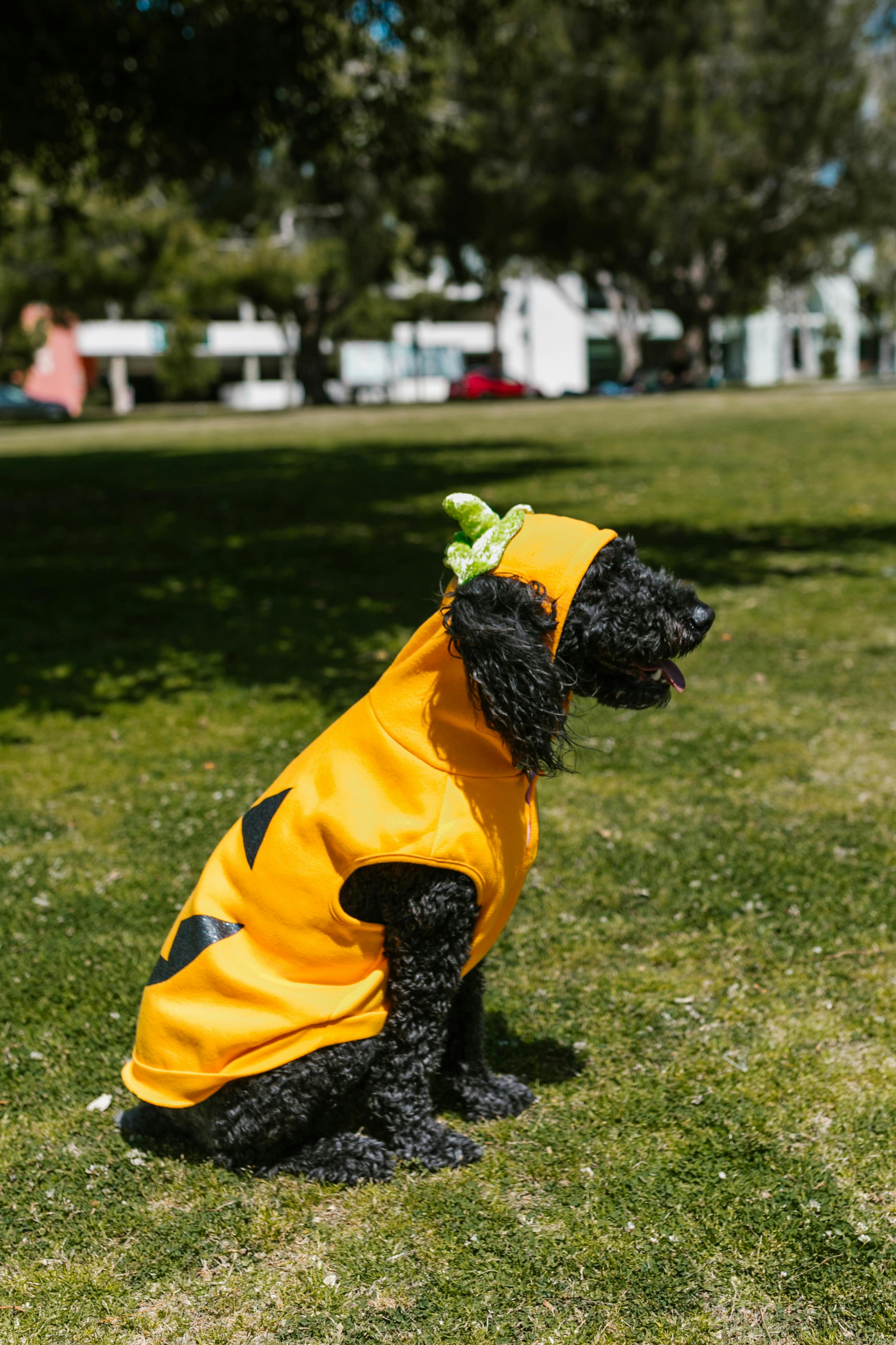 Black Dog Wearing a Costume · Free Stock Photo
