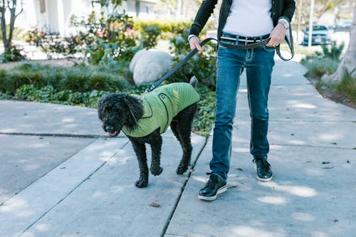 A Person Walking with Dog 