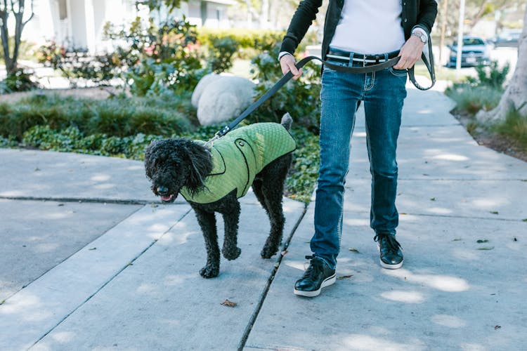 A Person Walking With Dog 