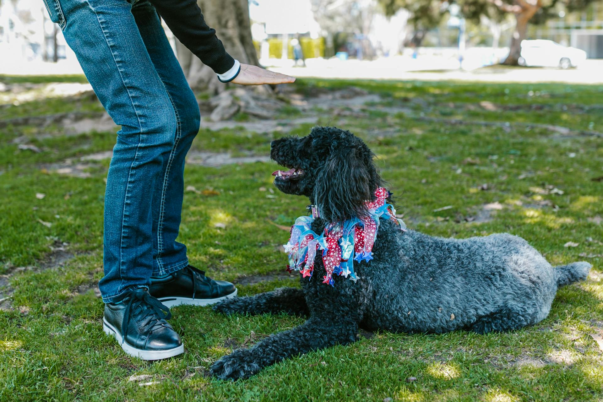 Un caniche noir couché dans l'herbe