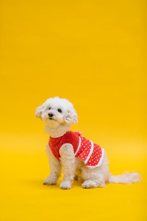 Adorable Bitchon Frise Dog Sitting on Yellow Surface 